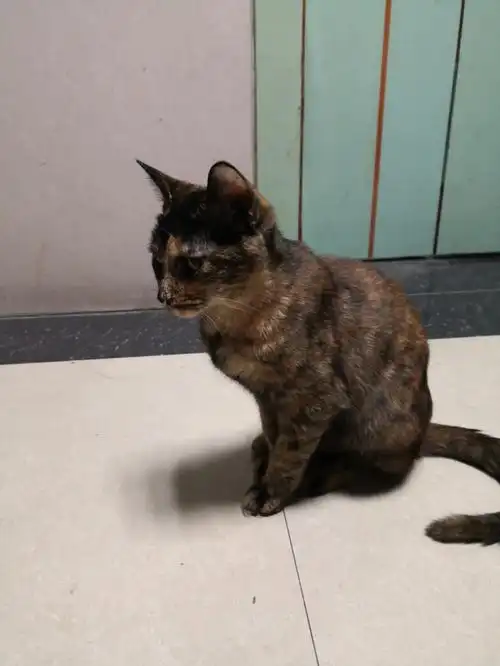 玳瑁小母猫免费领养