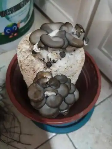 鲍嘉毅的秀珍菇