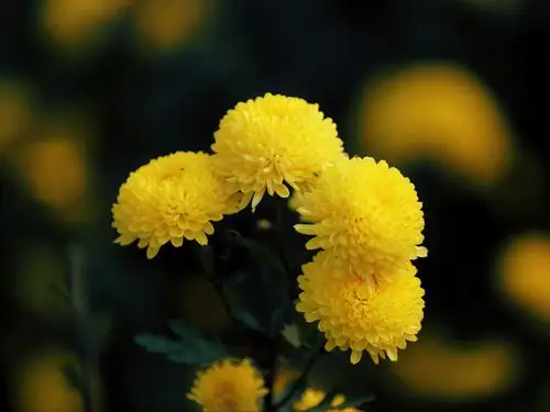 十月金秋赏菊花