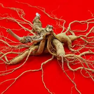 100年左右每克10万重量102克价值1千万 长白山百年野山参人参王80