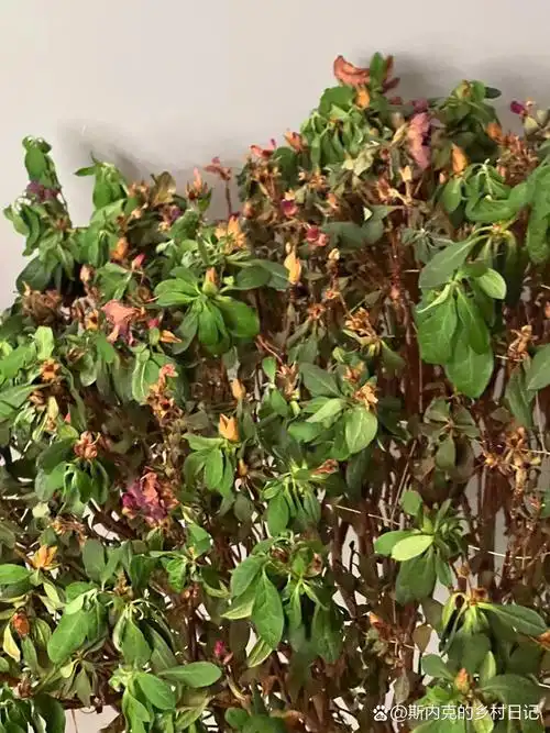 杜鹃叶子干枯 一摇 哗哗掉叶子 浇水很容易就溢出来 救救他吧 种花