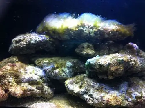 海藻专题 - 褐藻(续)