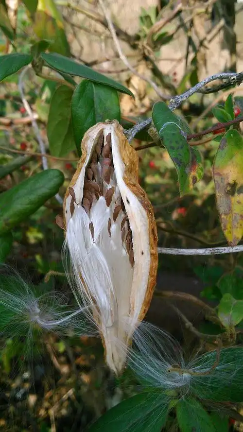 这真是萝藦的果实吗?