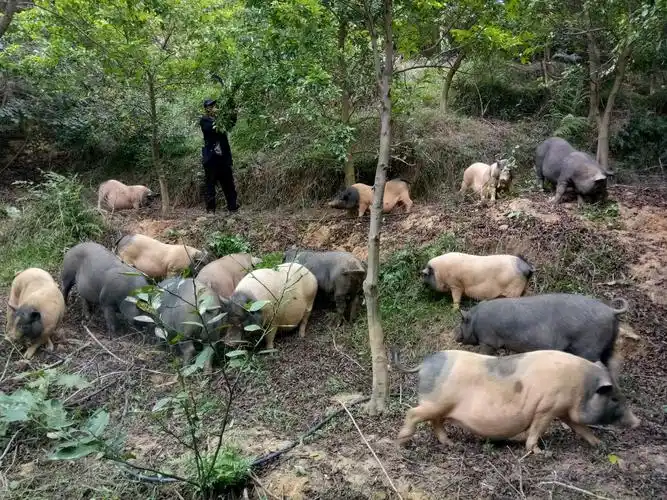 生态放养的"甘丰草香猪"