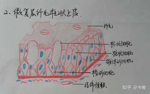 这是单层柱状上皮下面三张是上皮