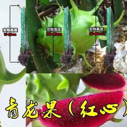 火龙果树果苗红心火龙果苗果树南方阳台四季盆栽种植 青龙果(红心) 1