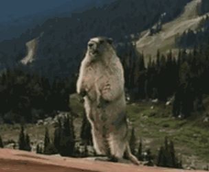 304_251gif 动态图 动图