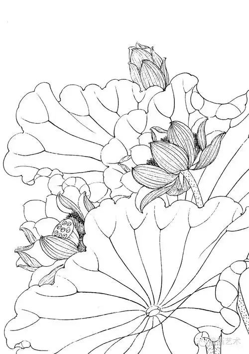 请收好这一组高清白描荷花画稿