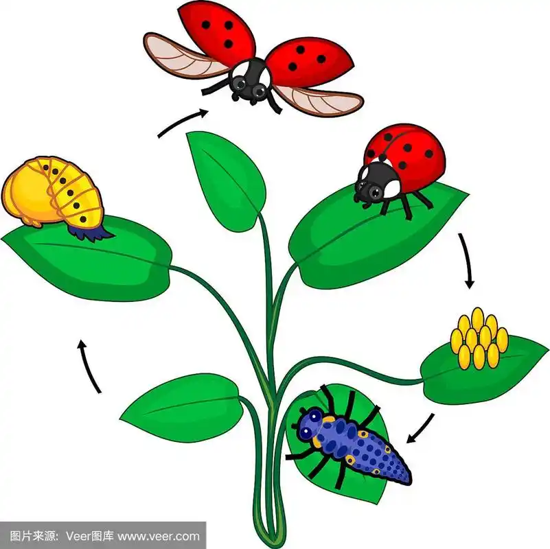 瓢虫的生命周期.瓢虫从卵到成虫的发育阶段顺序