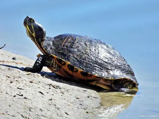 巴西龟你买对了吗?它才是真正的原装"巴神"