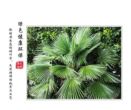 良顺 手工老式棕叶大蒲扇芭蕉扇舞蹈绘画扇夏季宝宝纳凉驱蚊扇子