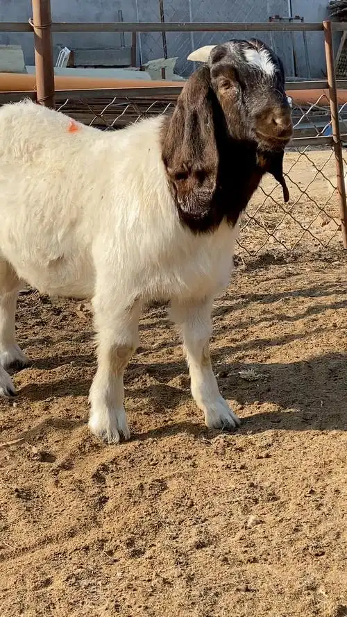 爆紫红头波尔山羊种公羊