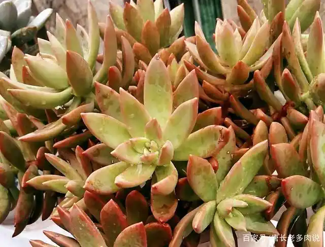 最普通的多肉铭月,养成老桩如此好看,可见"普货"也值得被善待