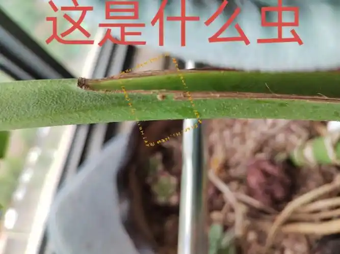 黑褐色,扁扁的,吸附在龟背竹杆子和叶子上.