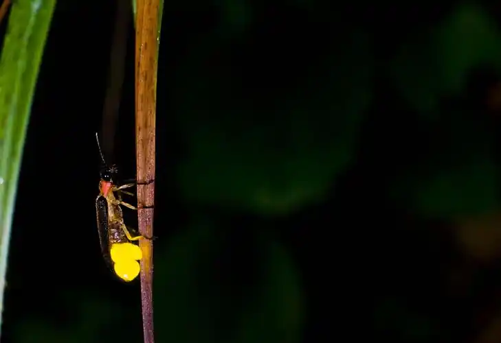 萤火虫首次列入国家三有名录征求意见稿