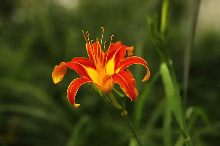 母爱之花忘忧草