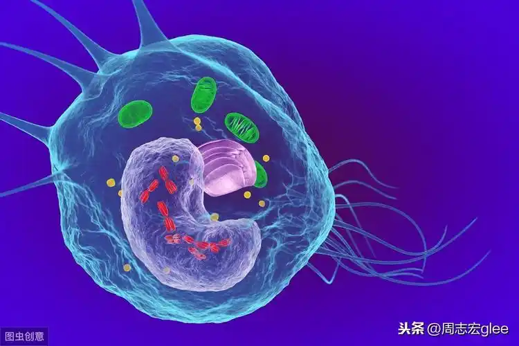 人体内每天700亿个细胞是如何消失的?