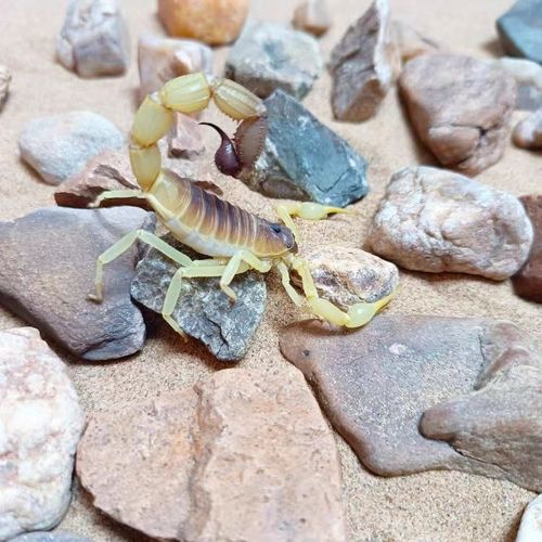 青玉粗尾蝎(深色系)parabuthus raudus  沙漠蝎  宠物蝎