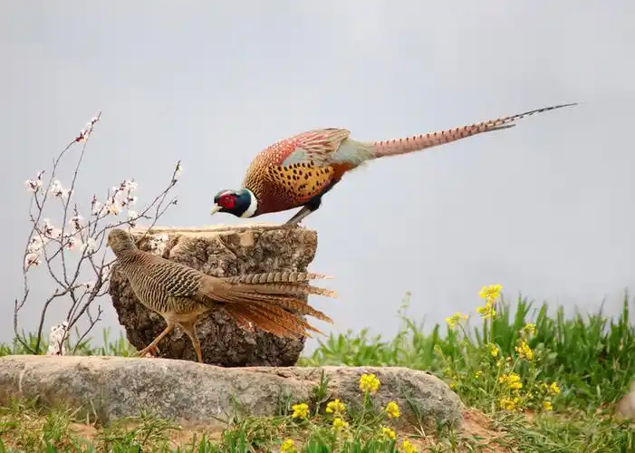 红腹锦鸡母鸡说:你别和我瞪眼,你厉害,尽管是我家,我走还不行?