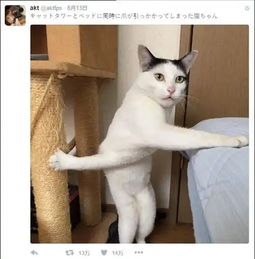 猫咪高难度搞笑姿势爆红 又被玩坏了