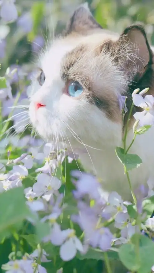 萌萌哒~猫咪 - 堆糖,美图壁纸兴趣社区