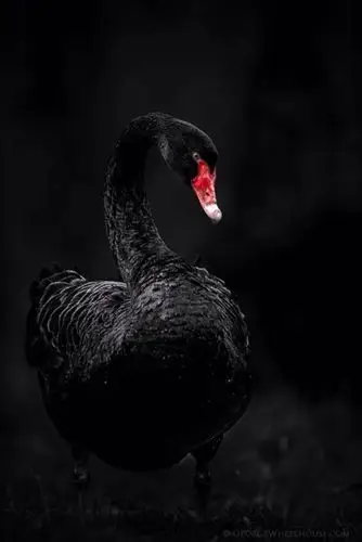 黑色的精灵,来自现居伦敦的动物摄影师george wheelhouse