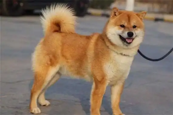 柴犬的祖先是什么