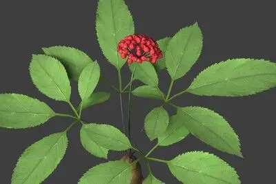 人参中药材植物