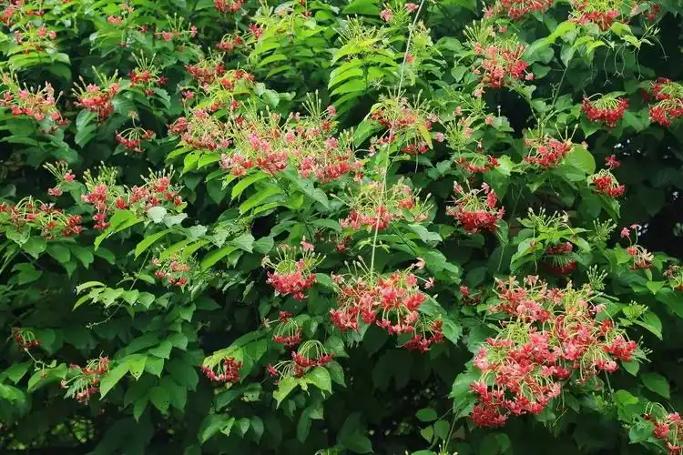 使君子:亦花亦药 容颜多变-搜狐