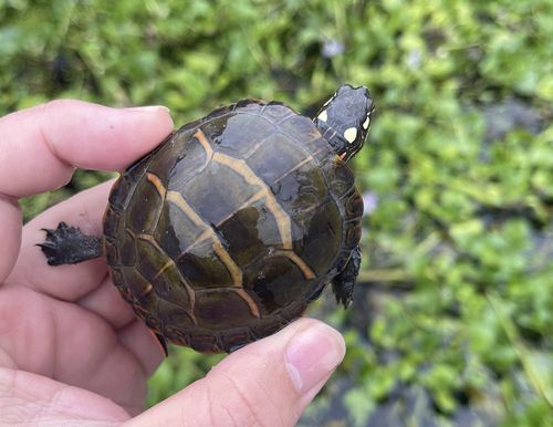 东部锦龟活体东锦深水龟火焰龟圆澳龟西锦南锦东锦龟苗深水观赏龟