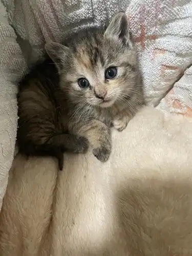 武汉来个姐妹救救我一个半月的狸花奶猫找家