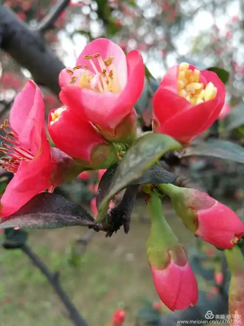 海棠花语