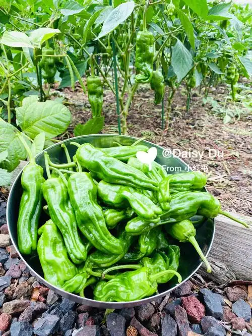 最好吃又高产的薄皮虎皮青椒推荐给你们种