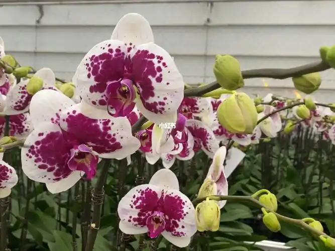 一 时间太快,匆匆一年#蝴蝶兰  #蝴蝶兰基地  #蝴蝶兰养护  #财神