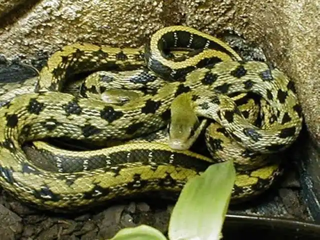 菜花蛇,低调的农村蛇界王者,体型能长到大的超出你的想象!