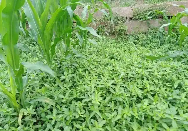 水花生满地泛滥该咋办这3个防治措施能根除