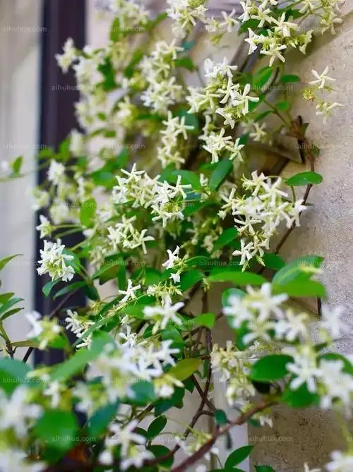 这5种爬藤植物几天就爬满整个后花园