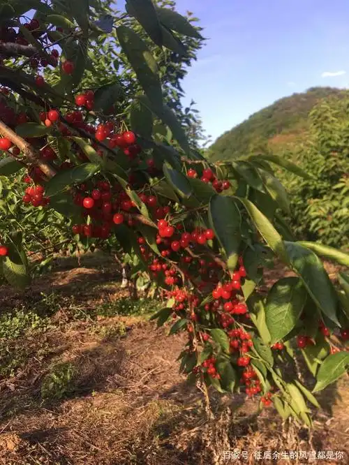 贵州安顺十里河荷廊风景名胜区的樱桃格外甜
