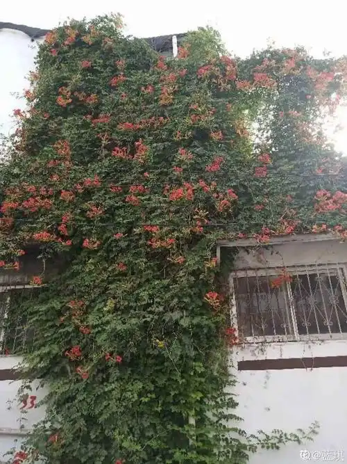 牵牛花图片好吗,怎么牵牛花图片