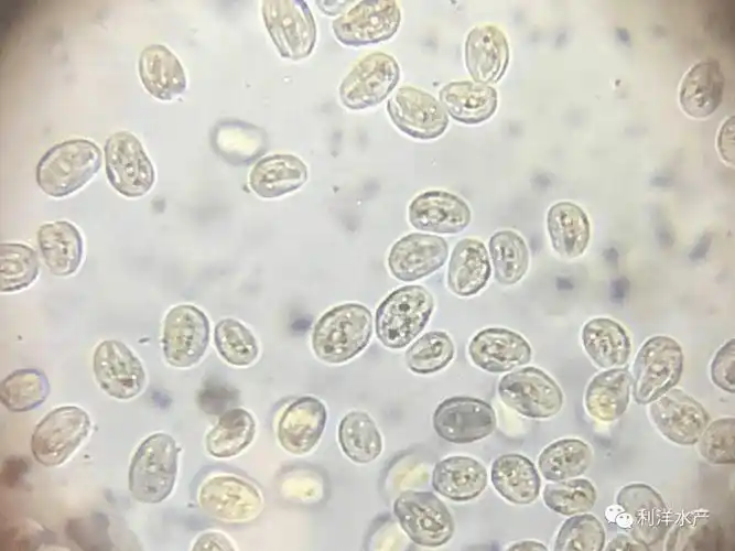 【鱼类专题】当鲫鱼喉孢子虫遇上斜管虫,怎么办?