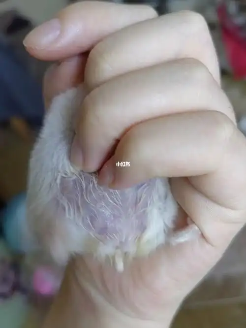 仓鼠貌似又要下崽崽了