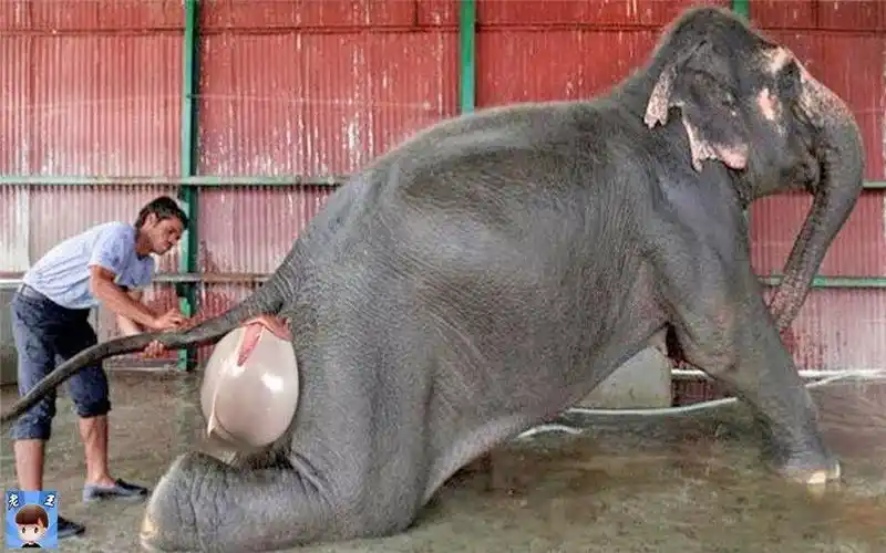 动物们怀孕后的样子,原来是这样!大象怀胎到出生竟然要将近两年时间