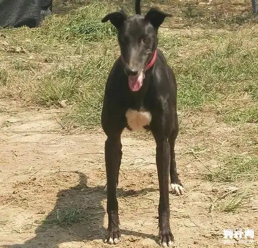 纯种格力犬,怎么样,不错吧