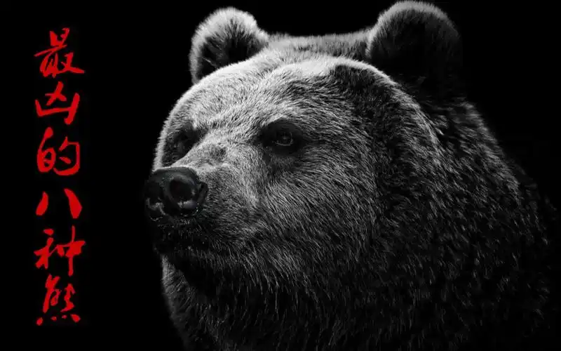 最凶猛的8种熊你知道都有谁吗,颠覆你的认知