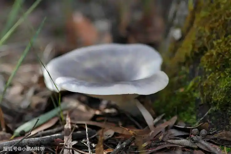 幽灵蘑菇真好看,还能抗癌,能吃吗?_真菌世界_食用_其他