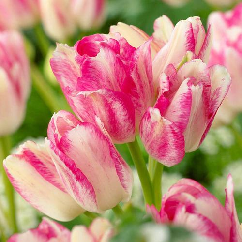 荷兰进口多头多花俱乐部系列郁金香自然种球月底种球