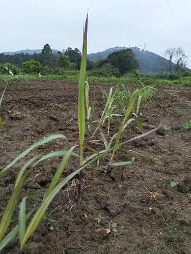 甘蔗的发芽情况良好,,,期待今年年末的时候可以吃到甘甜的甘蔗