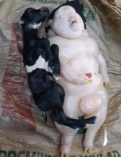 被诅咒了菲律宾1只山羊产下半猪半人变种怪物