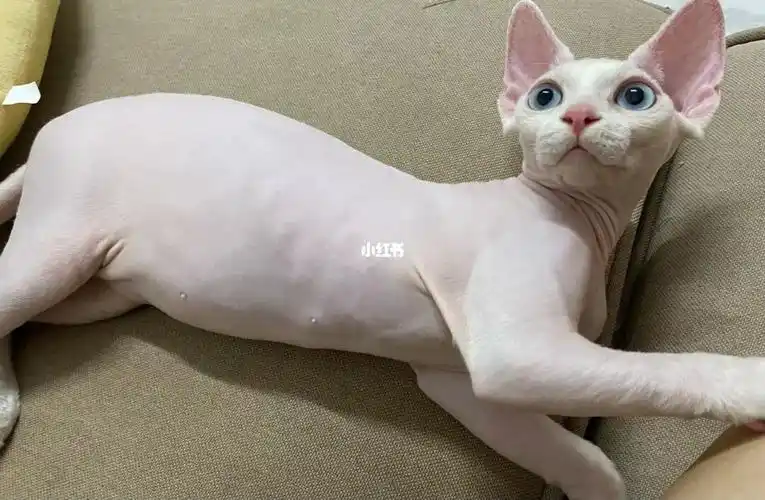 德文秃毛期到底有多久01_夏天去哪玩_猫舍_宠物_猫_晒猫