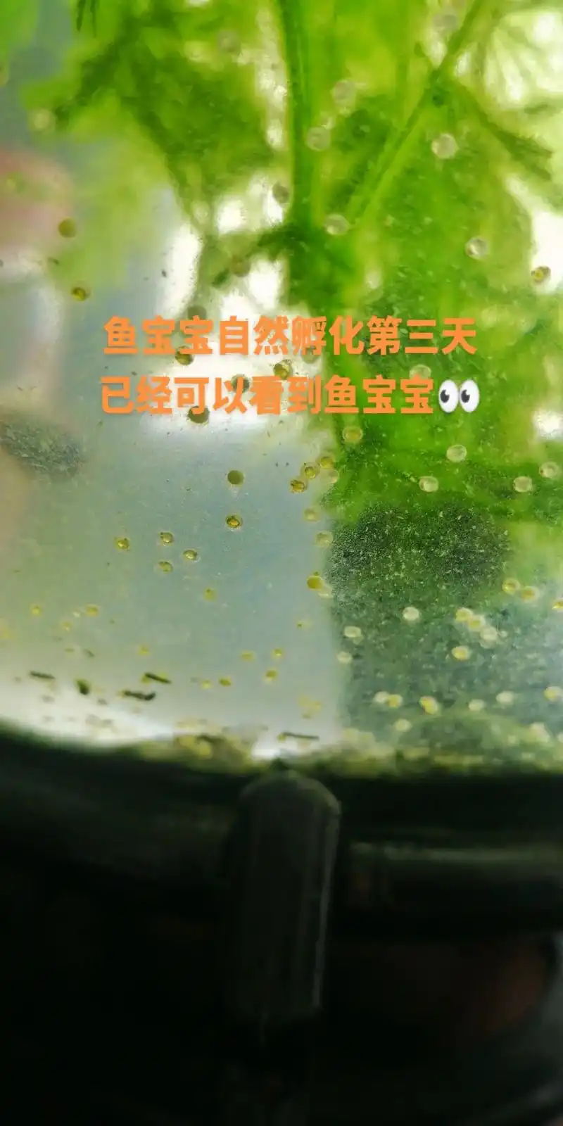 鱼宝宝产卵#鱼卵自然孵化# - 抖音